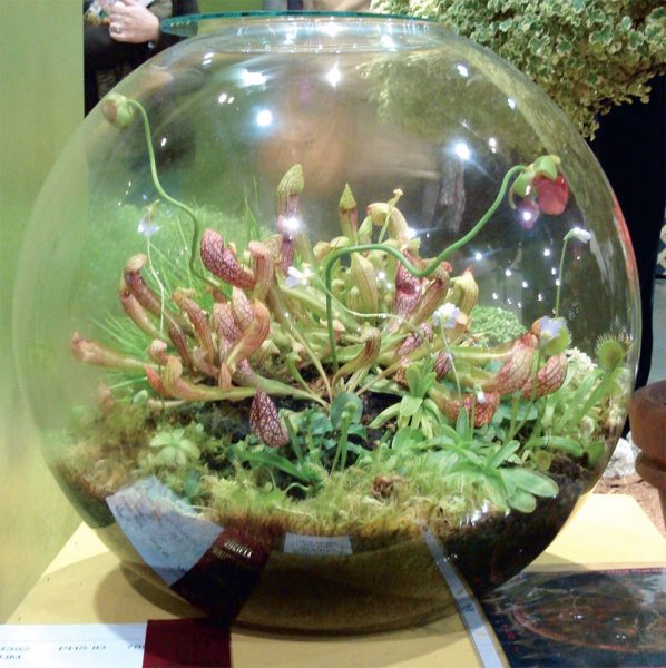 "Террариум", или сад в аквариуме