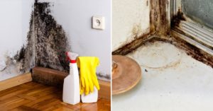 Что делать, чтобы вывести плесень со стен дома: как избавиться от белого грибка, поможет ли белизна, народные средства и лимонная кислота