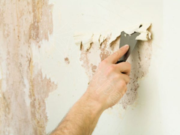 Как удалить старую краску со стен

	 Планируете ремонт и не знаете, как удалить старую краску с деревянных поверхностей? Безусловно, в ряде случаев краску можно наносить поверх уже имеющегося покрытия. Однако накрашенный слой может быть слишком толстым, что препятствует закрыванию окон и дверей. Кроме того, краска может потрескаться. И тут уже удалять слой накраса с древесины просто необходимо, поскольку в результате ремонта всегда хочется получить красивый эстетичный вид.

	 Может произойти и так, что по истечении определенного срока (который, как правило, указывается на этикетке емкостей с ЛКМ) краска на поверхности стен, потолков, полов и прочих конструкций начала шелушиться, желтеть, следует провести повторное окрашивание. В противном случае древесина может потерять свои эксплуатационные свойства и потребуется проводить серьезный ремонт деревянного дома.

	 Наиболее распространенными методами удаления старой краски являются механический, химический и термический. Чаще для удаления устаревшего покрытия с деревянных полов, стен и потолков используются механический и химический методы. Термический же вариант является более профессиональным. При этом он позволяет получить и более качественный вариант.

	 Стоит также отметить, что наряду с механическим способом различают и ручной метод удаления краски. При этом и в том, и в другом случае на краску воздействуют специальными инструментами, поэтому данная классификация весьма индивидуальна.

Механический способ удаления старой краски

	 Для очищения рабочей поверхности механическим способом можно использовать как ручные, так и электрические инструменты – щетки, плоскошлифовальные машины, зачистные фрезеры и пр.

	Технология очистки старой краски с помощью электроинструментов предельно проста – нужно лишь прижать рабочую часть инструмента к обрабатываемой поверхности и постепенно перемещаться по мере удаления покрытия. Ручной инструмент больше всего подходит в тех случаях, когда необходимо очистить небольшую площадь поверхности, проникнуть в труднодоступные места, либо же просто удалить отслоившиеся частицы, поскольку работа с ним – довольно трудоемкий процесс. Наиболее распространенные и эффективные инструменты для ручной очистки краски – шпателя, скребки, щетки, держатели для наждачной бумаги, а также рашпили и струги.

	 При механическом удалении краски часто используется шлифовальная машина (болгарка или УШМ). Для этого на шлифовальную машинку крепят крацовку – проволочную щетку. Если в арсенале не оказалось болгарки, то можно использовать дрель со стальной щеткой. Хотя этот вариант не такой удобный и более трудозатратный.

	 Профессиональные мастера для удаления старой краски также используют зачистные фрезеры, плоскошлифовальные машины. Однако этот способ не слишком подходит для масляных красок. А вот водоэмульсионные краски такие машины удаляют идеально.

	 Еще одним методом механической очистки поверхности является пескоструйная обработка. В этом случае на поверхность направляется струя воды и воздуха с абразивными частицами. За счет большого давления и скорости частичек с поверхности можно удалить не только краску, но также и ржавчину. Применение этого способа не требует подготовки поверхности, удаления с нее пыли и иных загрязнений. К тому же механическая очистка пескоструем дает возможность удалить краску из труднодоступных мест, что является явным преимуществом.

	 Если у вас нет специального профессионального инструмента и вы не хотите тратить деньги на услуги мастеров, а планируете удалить краску самостоятельно, то это можно сделать ручным механическим способом. И тут вам может понадобиться:

	Шпатель. Это наиболее дешевый и простой способ, которым вы самостоятельно можете удалить водоэмульсионную краску, а также старую побелку. При данном способе удаления поверхность рекомендуется увлажнить, чтобы было меньше пыли. После этого просто нужно соскабливать шпателем старую краску. 

	Молоток. Этим способом можно удалять масляную краску. Обычно этот вариант подходит для подготовки поверхности под поклейку плитки. 

	Металлическая щетка. Этим способом следует удалять ржавчину и старую потрескавшуюся краску. При этом данный метод больше подходит для очистки металлических поверхностей, а вот дерево таким образом можно повредить. 

	Ручная цикля. Этот способ подходит для обработки небольшой поверхности. С его помощью можно удалить старый лак, парафин, масляную краску. 

	Электроциклевка или электрошлифовка. Этот вариант вам подойдет в том случае, если вы хотите быстро удалить краску или лак. При этом поверхность гарантированно будет ровной, идеальной для нового окрашивания. 

	Стамеска. Иногда бывает необходимым удалить с древесины краску, которая держится на поверхности прочным слоем. В этом случае покрытие можно просто сострогать.

Химический способ удаления старой краски

	 Этот способ менее трудоемкий и более эффективный, чем механический, но потребует дополнительных затрат на расходные материалы – кислоты, растворители и щелочи.

	 Наносить эти составы можно с помощью кисти или распылителя. Через некоторое время старая краска становится мягкой и ее можно легко снять шпателем, либо же вовсе растворяется и смывается водой.

	 Преимуществом этого способа является то, что вам практически не придется прилагать чрезмерных усилий. Однако сами химикаты для растворения краски потребуют материальных затрат. К тому же их использовать нужно с особой осторожностью, поскольку они могут быть достаточно ядовиты. Да и обрабатывать химическим способом рекомендуется небольшую поверхность. В том случае, если краска, которую вы хотите удалить, достаточно старая, то может потребоваться повторная обработка.

	 После удаления слоя старой краски нужно подождать, пока рабочая поверхность просохнет (если удаление осуществлялось химическим методом), и затем приступать к нанесению повторной краски. Делается это так же, как и в случае нанесения нового покрытия.

Термический способ удаления старой краски

	 Если вы решили удалять старую краску термическим способом, то старое лакокрасочное покрытие следует нагреть, чтобы размягчить поверхность. После этого покрытие нужно счистить стальным шпателем. Нагревают поверхность промышленным феном, газовой горелкой или паяльной лампой. Эти инструменты всегда есть в арсенале профессиональных мастеров ремонта. А вот если удалять краску термическим способом вы будете единоразово, то это может быть слишком затратно. Также этот метод является весьма опасным из-за использования высоких температур и возможного выделения токсических веществ под воздействием высоких температур, поэтому самостоятельно применять его не рекомендуется.

 Ограничением для использования данного метода является удаление старой краски с поверхностей, которые имеют пластиковые элементы, которые под воздействием температур могут деформироваться. В остальном же термический метод является весьма эффективным. Он позволяет полностью очистить поверхность без повреждений. Тут качественный эстетический эффект обеспечен.

	 Удалить краску термическим способом можно со стен, пола, потолка, оконных рам. При этом не забывайте снимать пластиковые элементы, а также убрать стекла, накладную фурнитуру, которые могут быть повреждены при проведении работ. И, конечно же, постоянно контролируйте результат, чтобы не сжечь дерево.

	 Наносить новую краску при термическом способе удаления можно сразу, поверхность не требует дополнительной обработки, а также не нуждается в дополнительной просушке. Это позволяет быстрее закончить ремонтные работы.

	 В ряде случаев вам может понадобиться комбинированный способ удаления краски, который предполагает, к примеру, механический и химический методы. Это позволит быстрее завершить подготовительные под покраску работы, а также создать максимально ровную поверхность.

Меры безопасности при удалении старой краски

	 При термическом способе удаления краски будьте осторожны с раскаленными нагревательными приборами. Обратите внимание, что при нагревании краски также выделяются токсичные вещества, а потому не забывайте проветривать помещение, используйте средства личной безопасности.

	 При использовании химических реагентов не забывайте о токсичных парах в воздухе, которые могут навредить вашему здоровью. В связи с этим используйте средства защиты. Также не соприкасайтесь с химикатами руками, не забывайте надевать перчатки.

	 При механическом способе удаления старой краски в помещении может появиться облако пыли. Поэтому при выполнении работы надевайте защитные очки, а также закрытую одежду.

	 При ручном удалении краски не забывайте о безопасности работы с инструментами, которые вы используете.

	 Подбирайте материалы и способ удаления краски исходя из типа ЛКМ, которым окрашена ваша поверхность.

	 В целом, если удаление старой краски кажется вам сложной задачей, с которой вы не справитесь, то лучше обратиться за помощью к специалистам. Они выполнят всё быстро и с соблюдением техники безопасности. В итоге ремонт вы сможете закончить быстрее, и результат вас неизменно порадует.

											